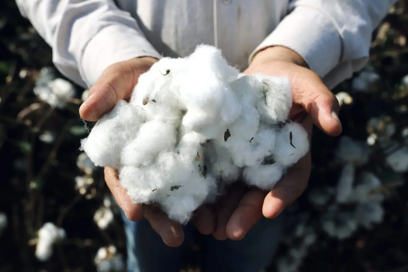 Chetna Organic farmers in the field
