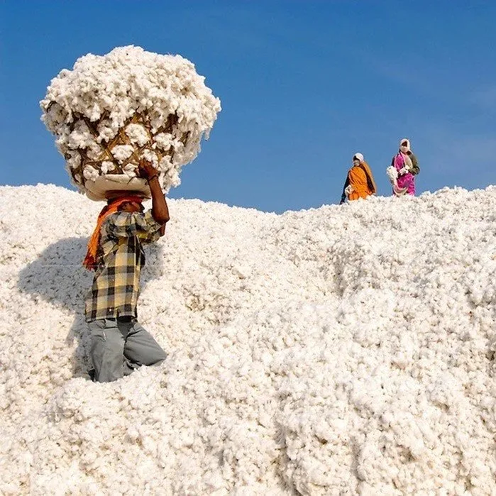 Chetna Organic cotton field