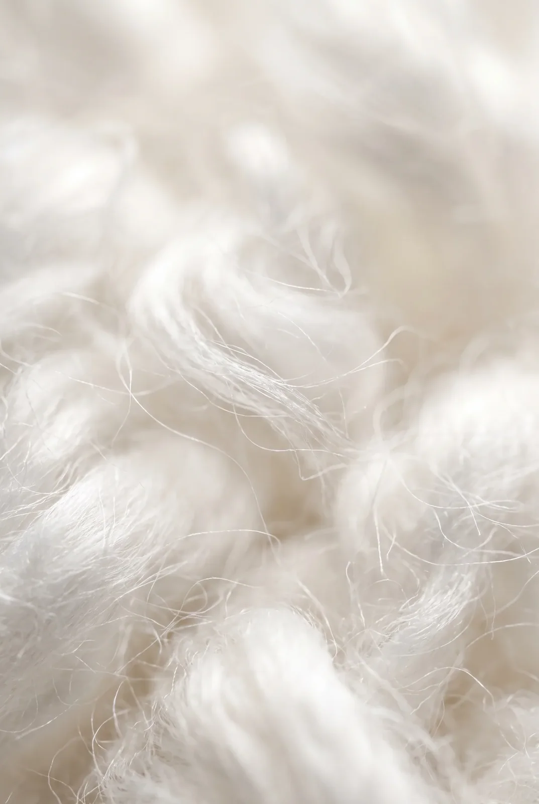 Close-up of raw organic cotton fibers