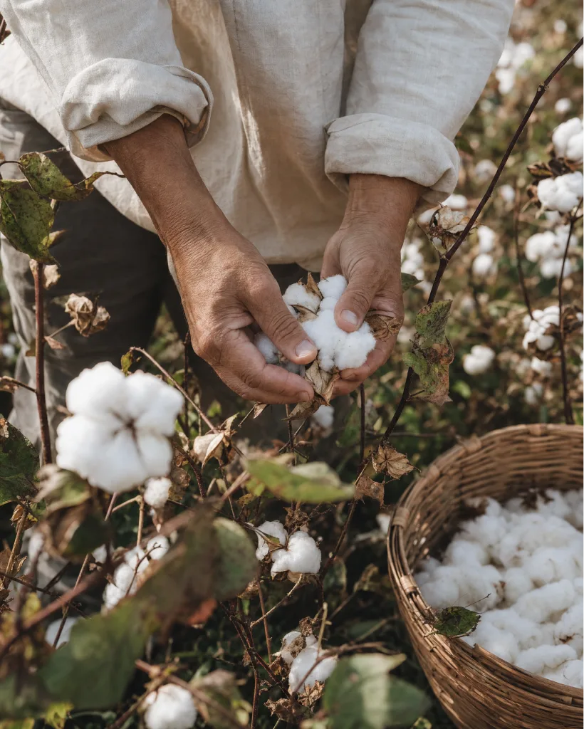 Harvest hands with cotton