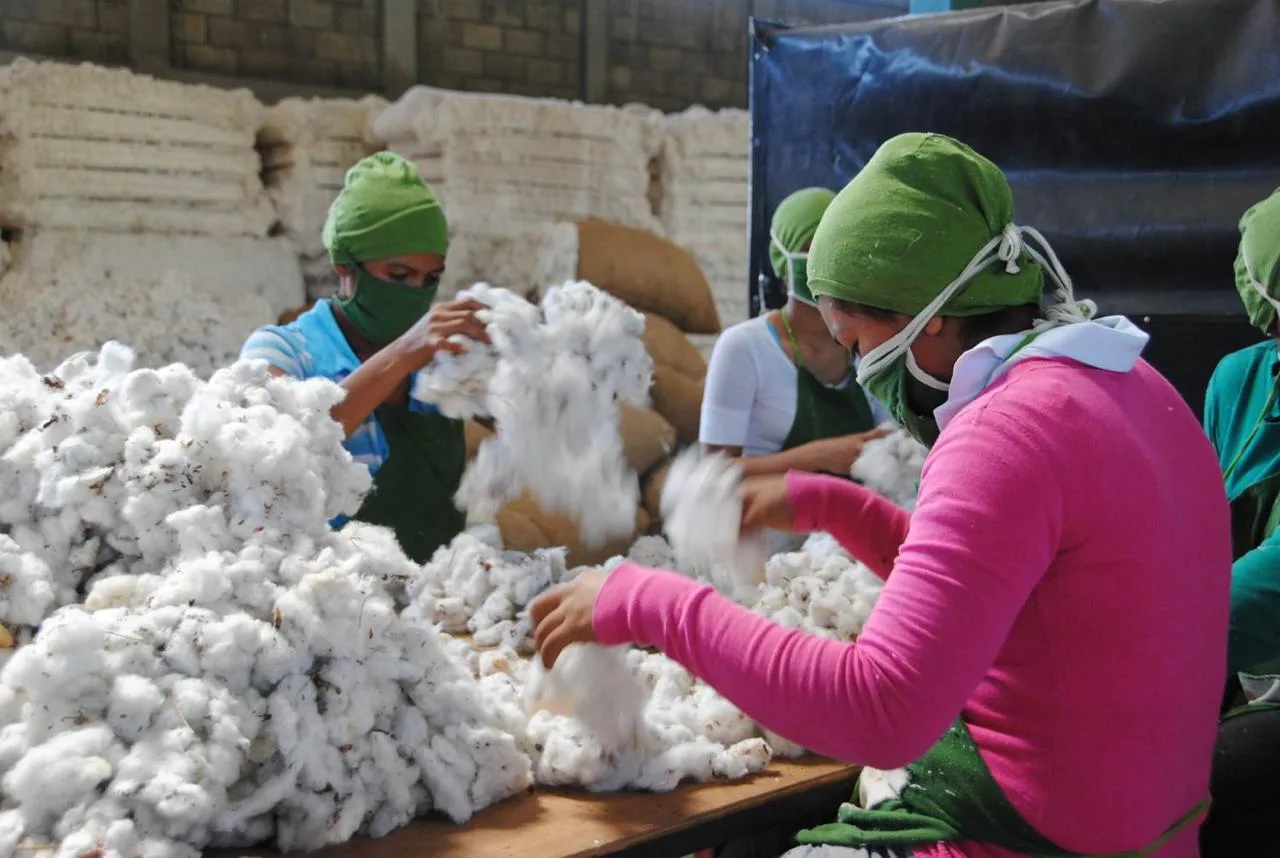 Workers hand-sorting raw cotton