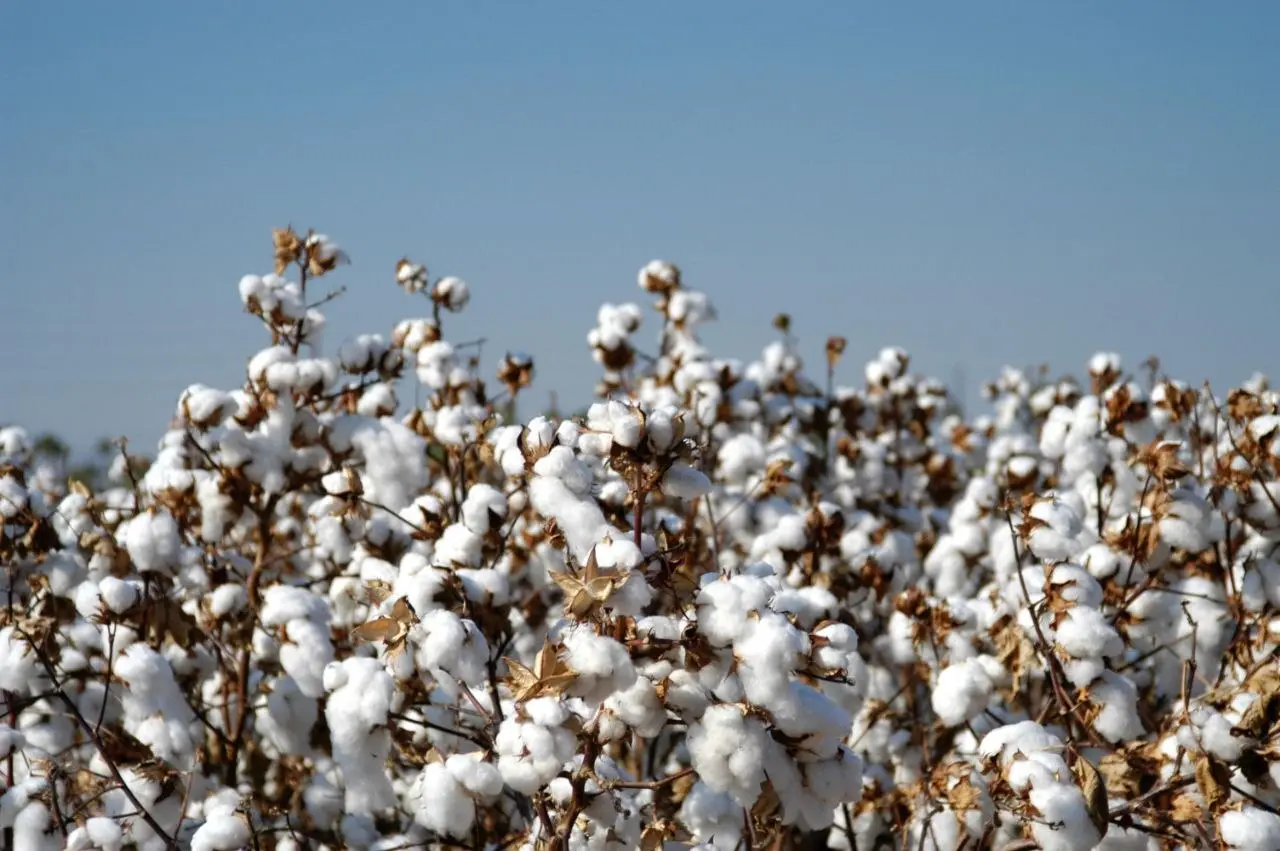 Pickers harvesting rows of cotton under an open blue sky