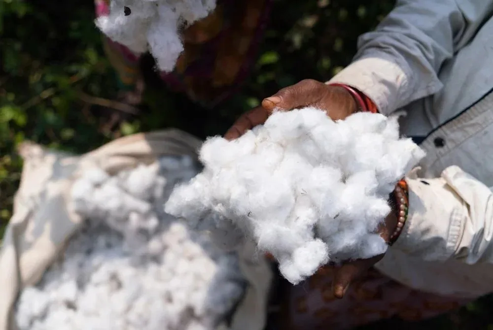Raw cotton lint