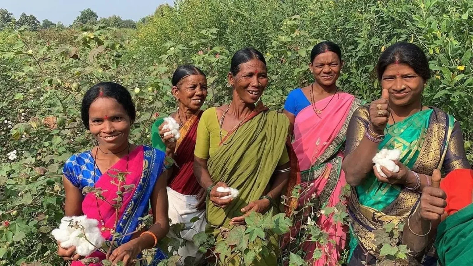 Regenerative organic cotton field