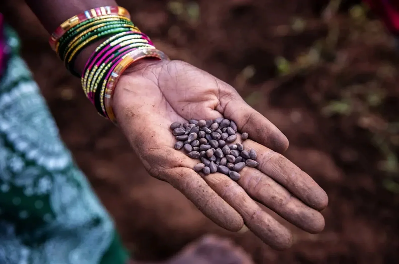 Cotton seeds in hand